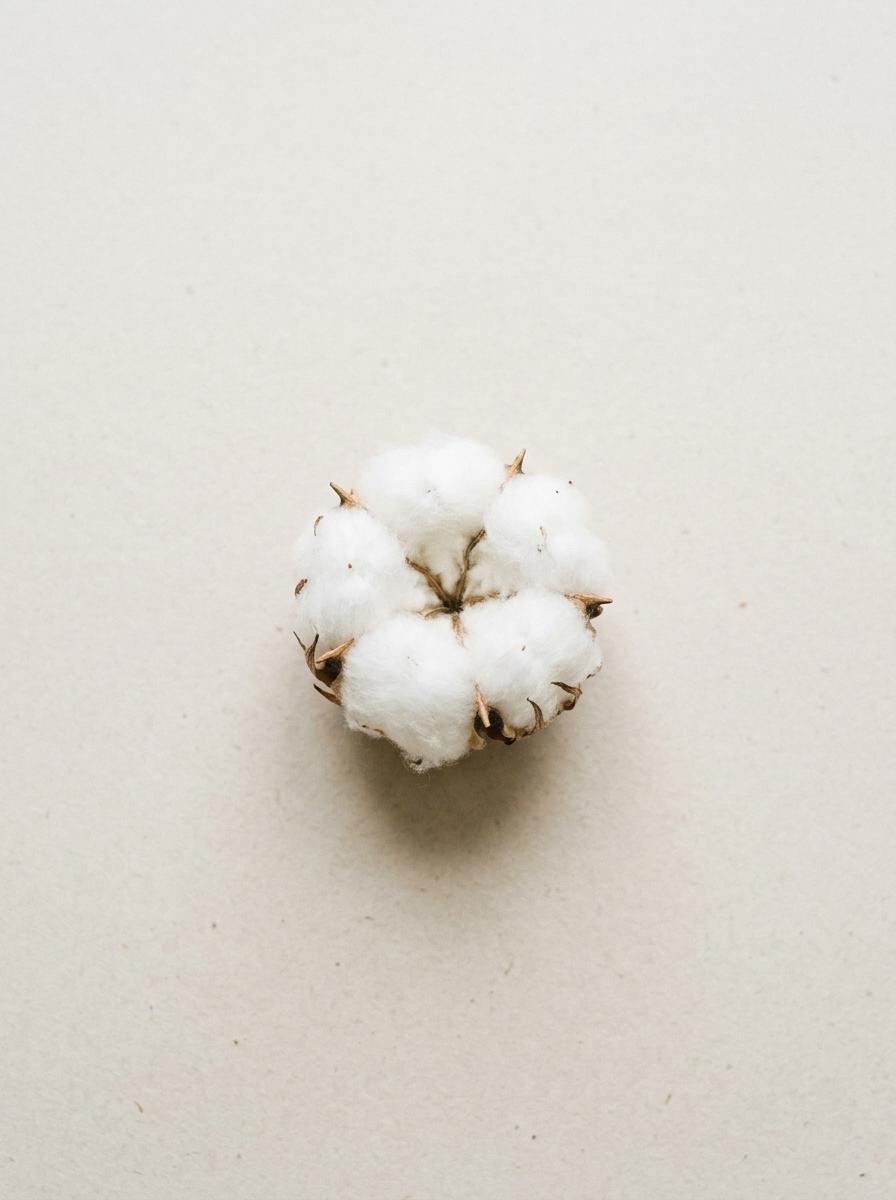Une unique fleur de coton blanche et pure sur un fond neutre, représentant l'origine des textiles biologiques certifiés.